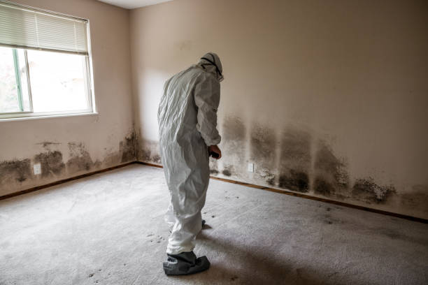 Why You Should Choose Our Mold Remediation Services in Laguna Vista, TX